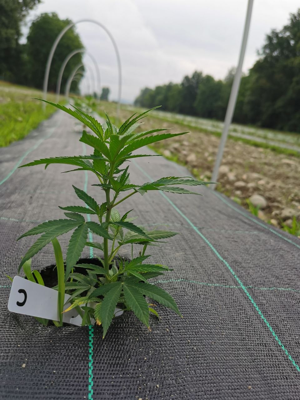 Giovane pianta di Cannabis sativa in campo, identificativo C, filari in prospettiva
