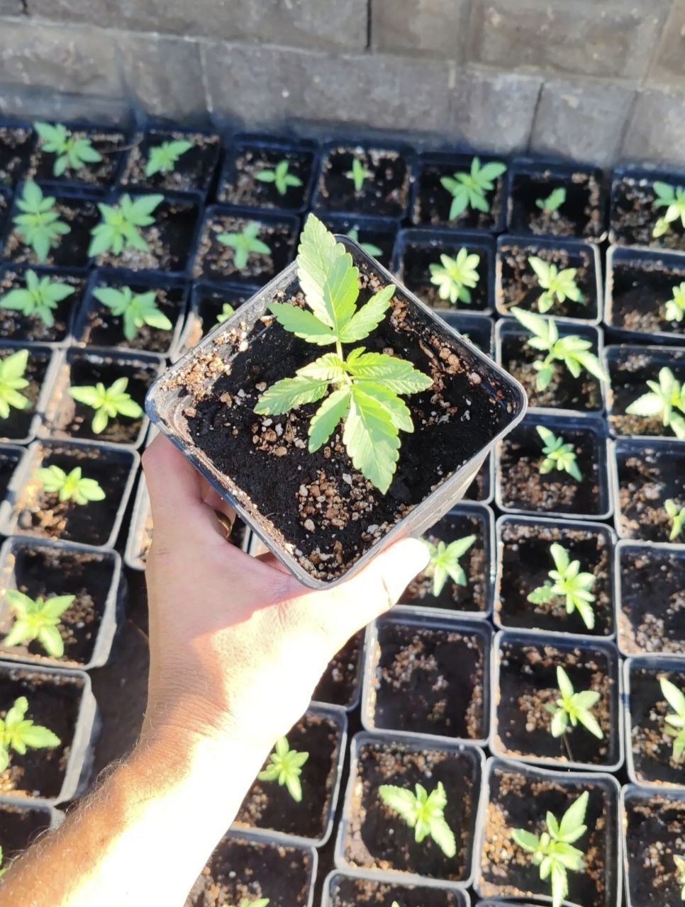 Piantina di Cannabis sativa in vaso, materiale vegetale Seedlution