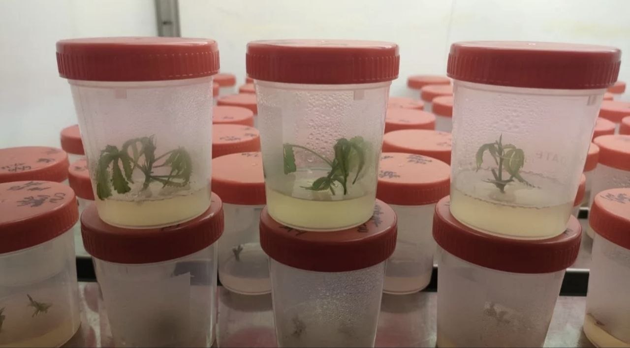 Materiale vegetale Seedlution in contenitori destinati ad attività di caratterizzazione