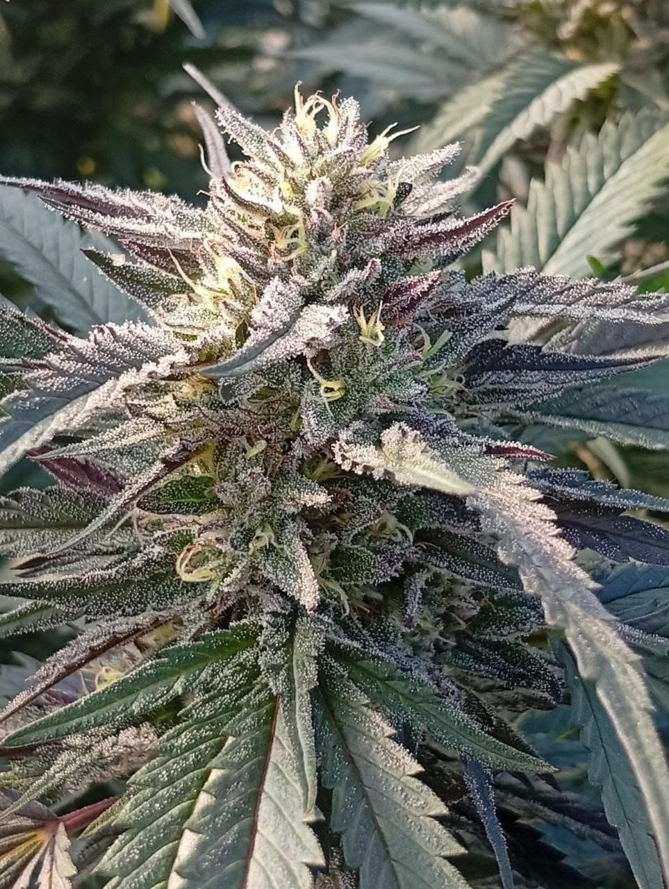 Infiorescenza di Cannabis sativa in primo piano, dettaglio dei tricomi