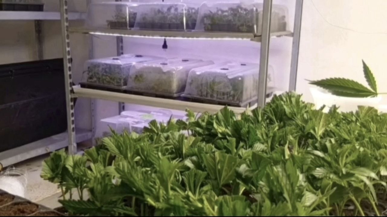 Ambiente controllato per la propagazione del materiale vegetale, fase preliminare alla caratterizzazione