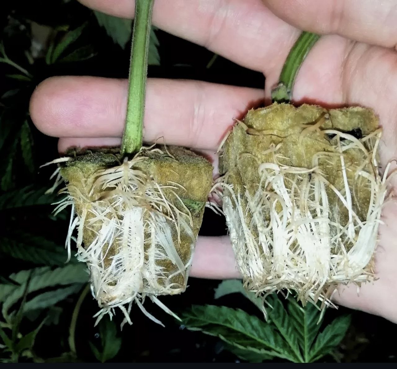 Talee di Cannabis sativa con apparato radicale sviluppato, fase di radicazione del materiale vegetale