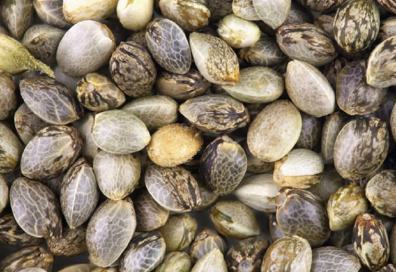 Macro di semi di Cannabis sativa, numerosi semi marmorizzati