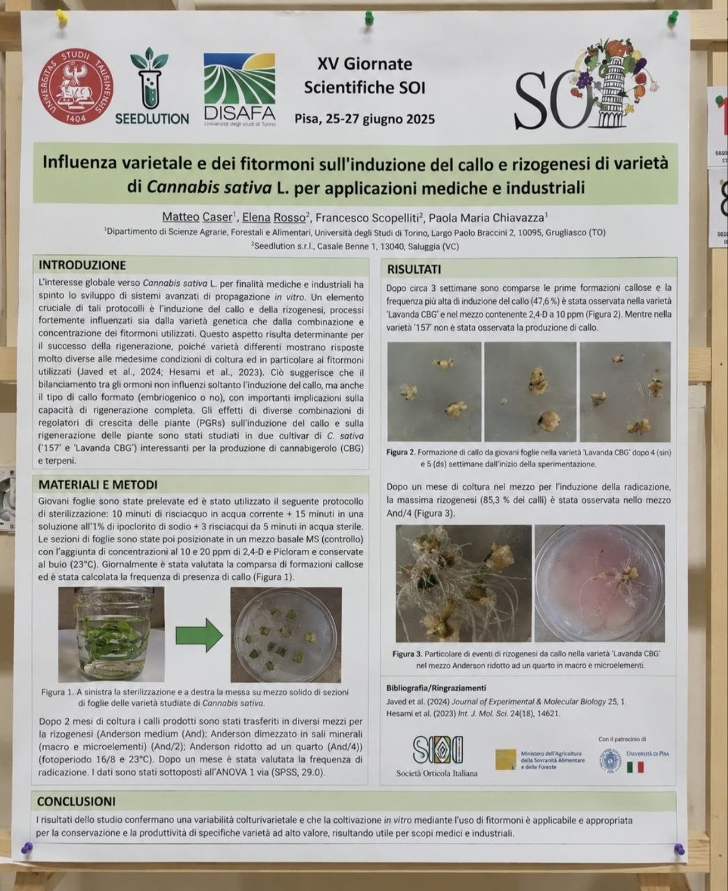 Poster scientifico XV Giornate Scientifiche SOI, Pisa 2025 — Influenza varietale e dei fitormoni sull'induzione del callo e rizogenesi di varietà di Cannabis sativa L.